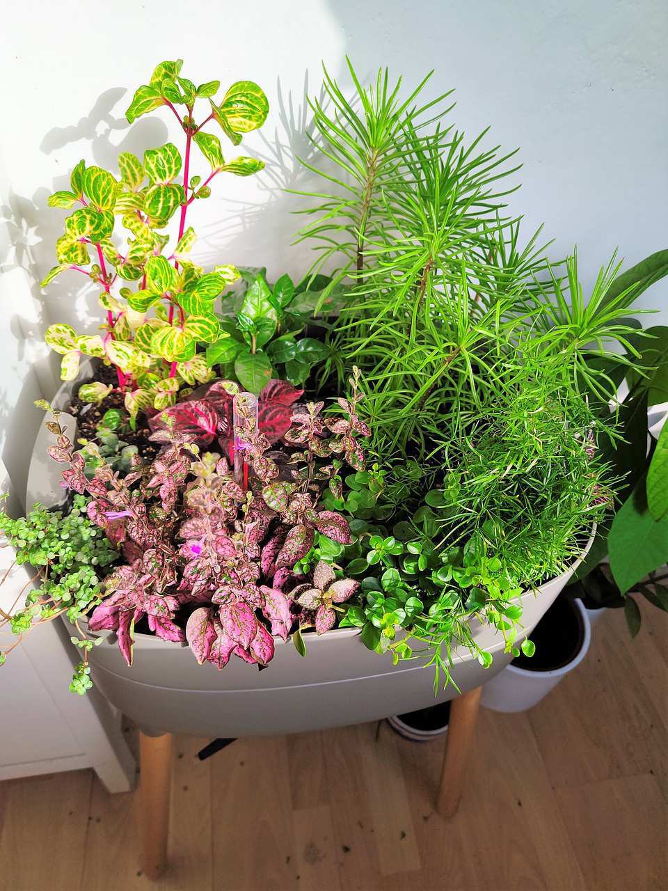 indoor plants for home decoration and health benefits of indoor plants